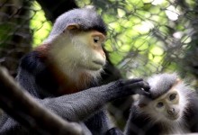 HANOI - CUC PHUONG - VANTRINH CAVE - VAN LONG TOUR 2 DAYS 1 NIGHT from 69 USD/person only