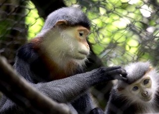 HANOI - CUC PHUONG - VANTRINH CAVE - VAN LONG TOUR 2 DAYS 1 NIGHT from 69 USD/person only