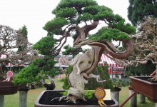 VIETNAM BONSAI PLANT TOUR AND HALONG BAY 5 DAYS 4 NIGHTS
