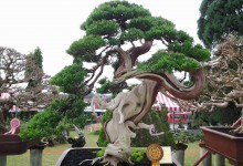 VIETNAM BONSAI PLANT TOUR AND HALONG BAY 5 DAYS 4 NIGHTS