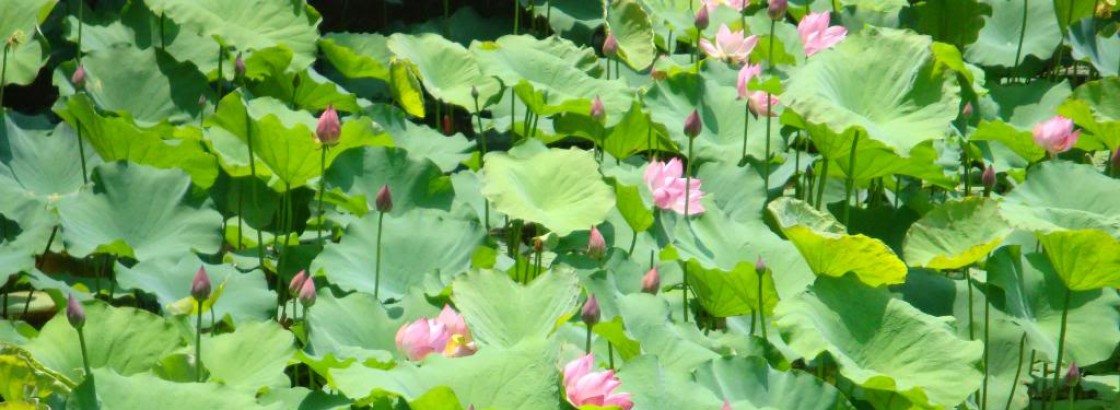 Red Lotus Travel company