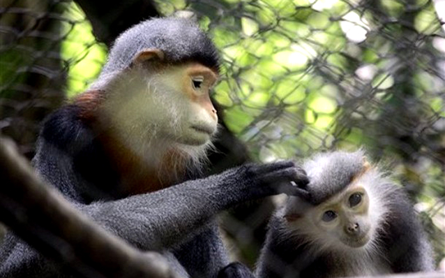 WILDLIFE SAFARI TOUR IN VIETNAM 8 DAYS 7 NIGHTS from 385 USD/PERSON only